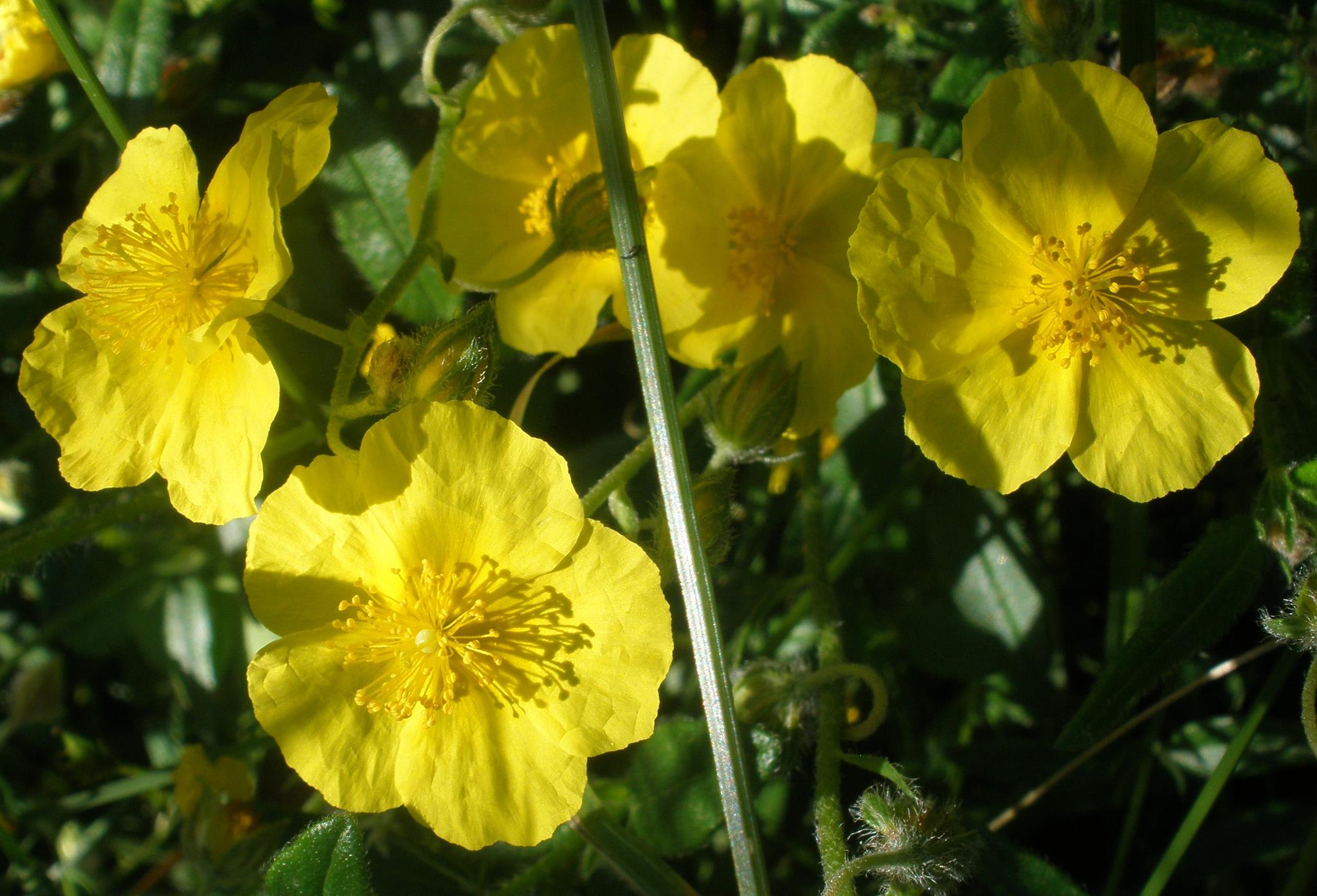 Rock Rose