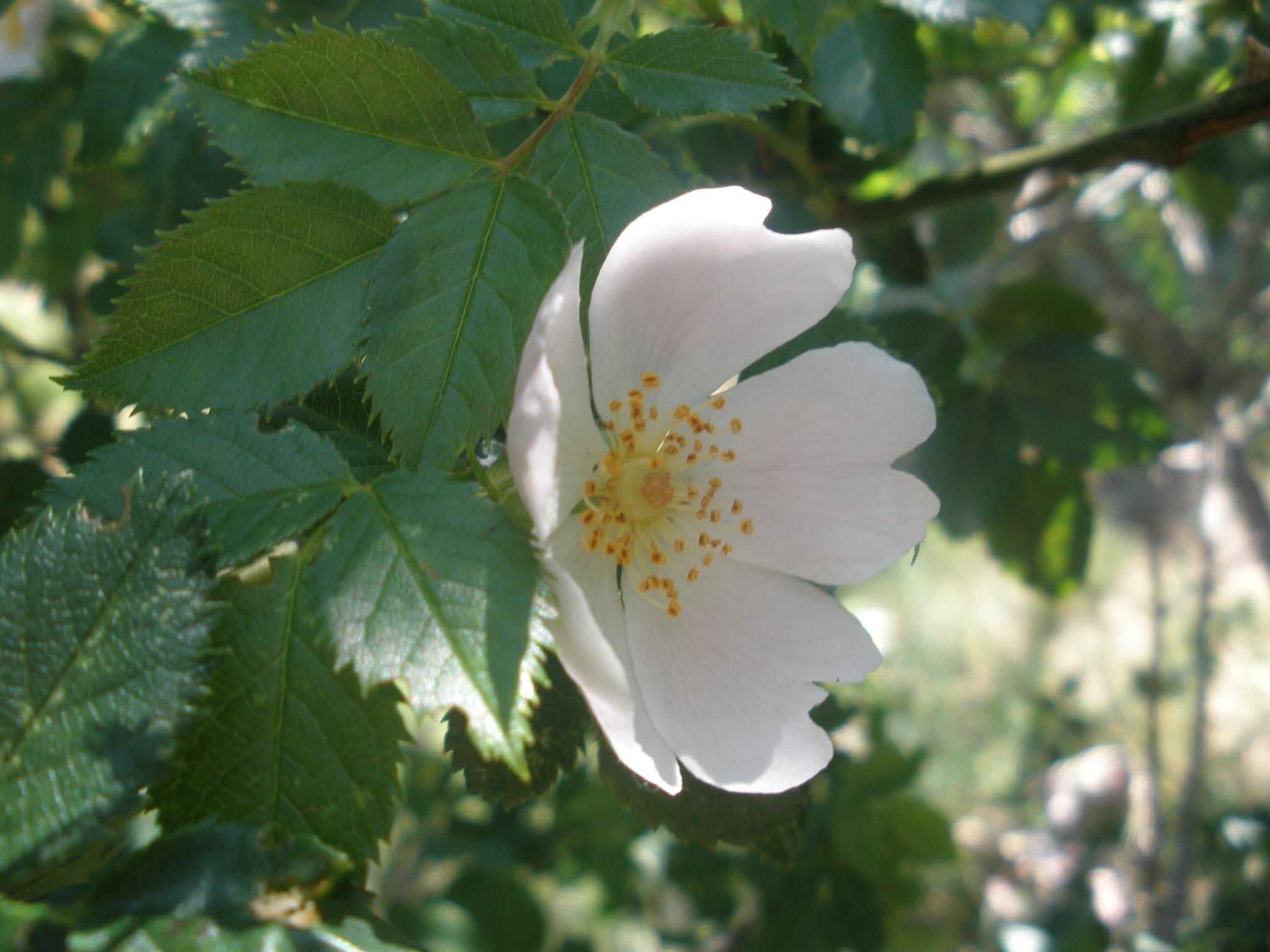 Wild Rose