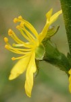  Agrimony