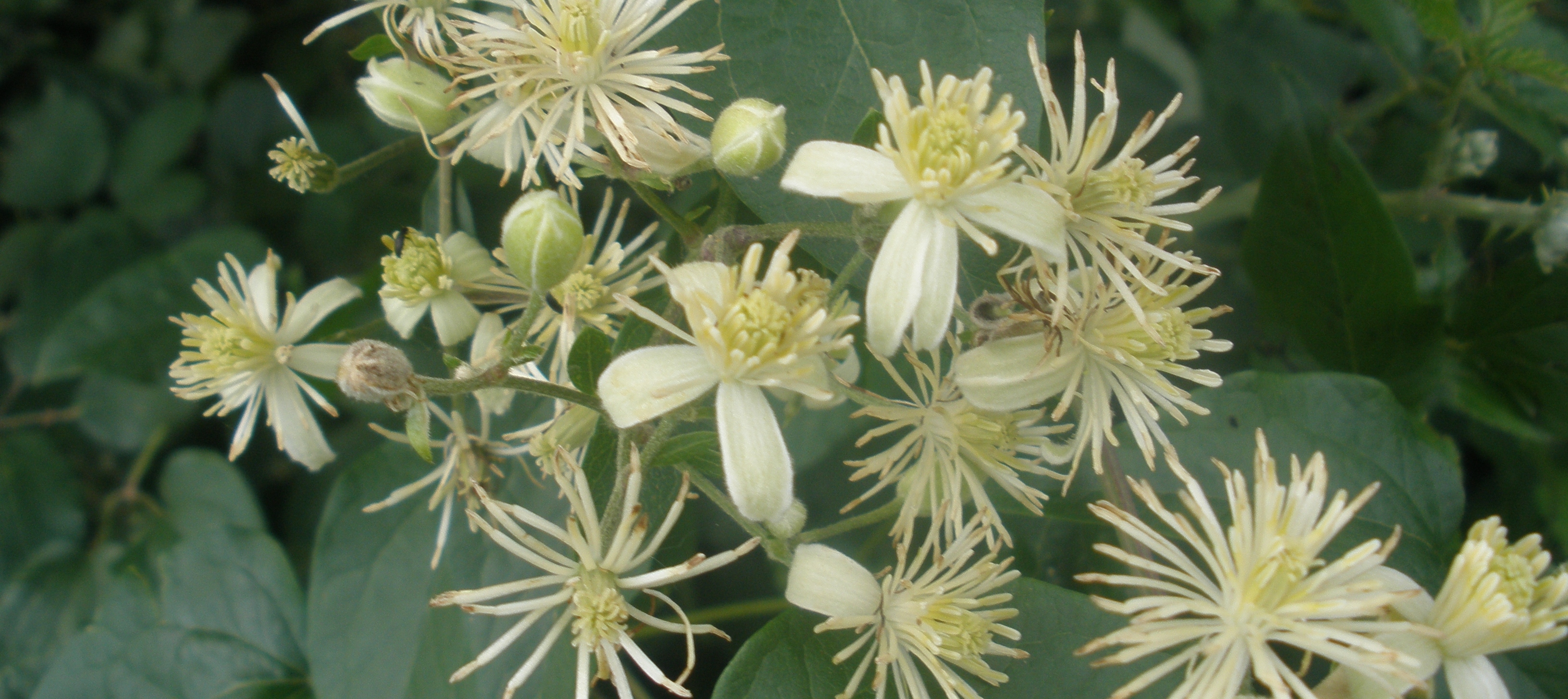 "CLEMATIS"