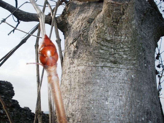 "CHESTNUT BUD"