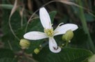 'CLEMATIS"