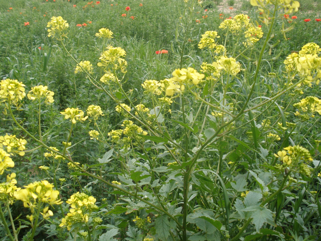 21 Mustard Les fleurs de Bach avec Mirelune