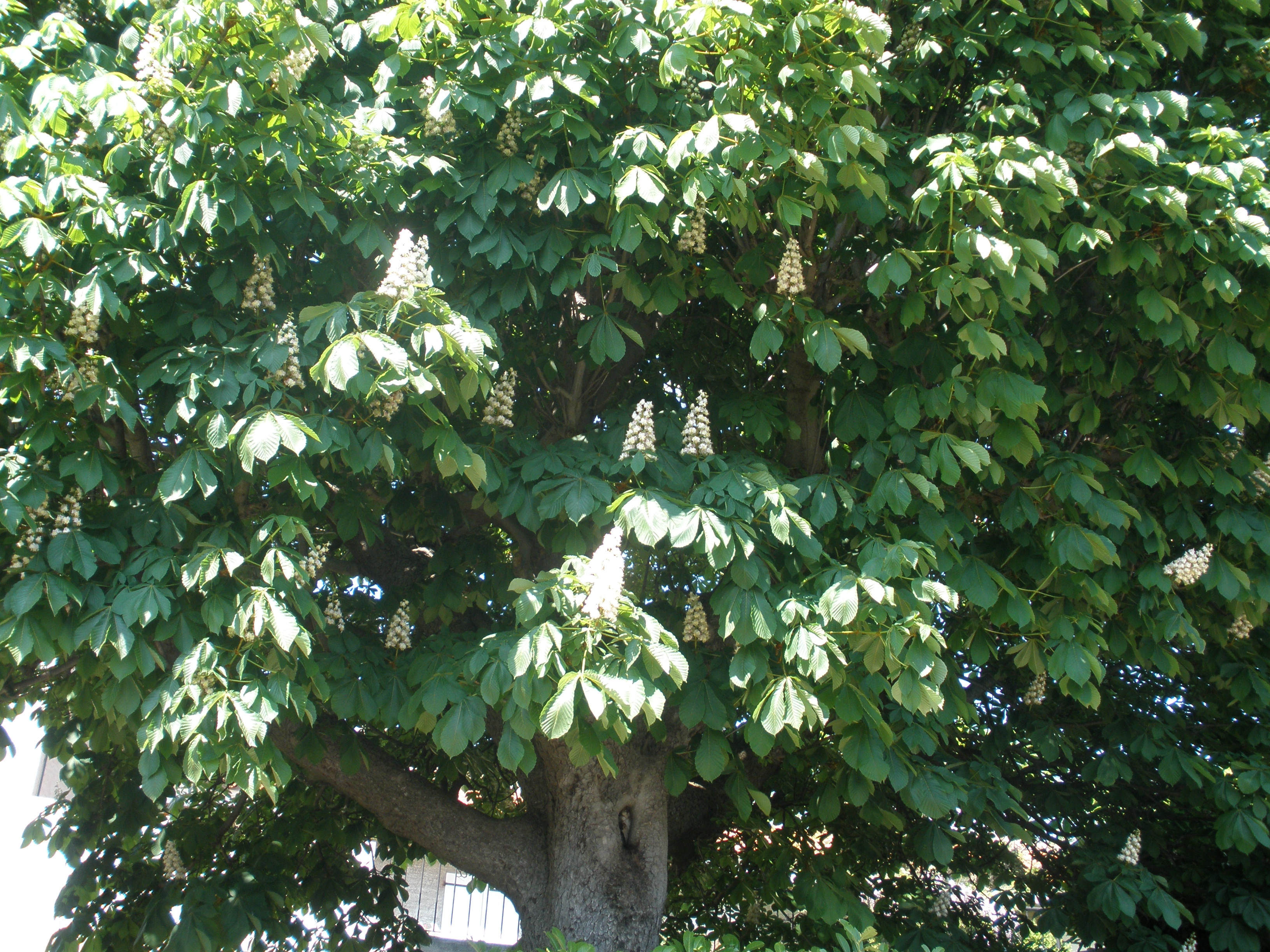 "WHITE CHESTNUT"