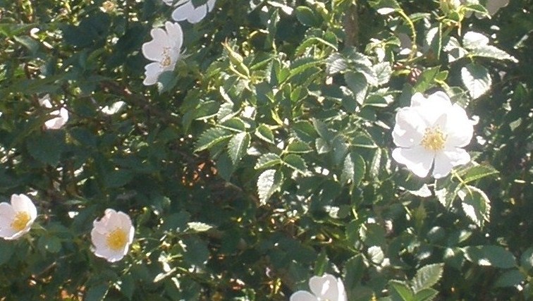 Wild Rose