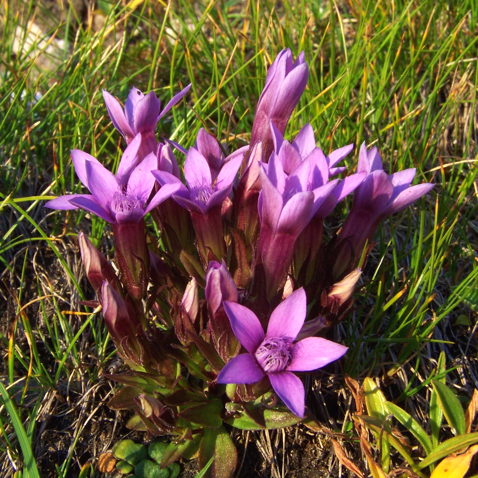 gentian