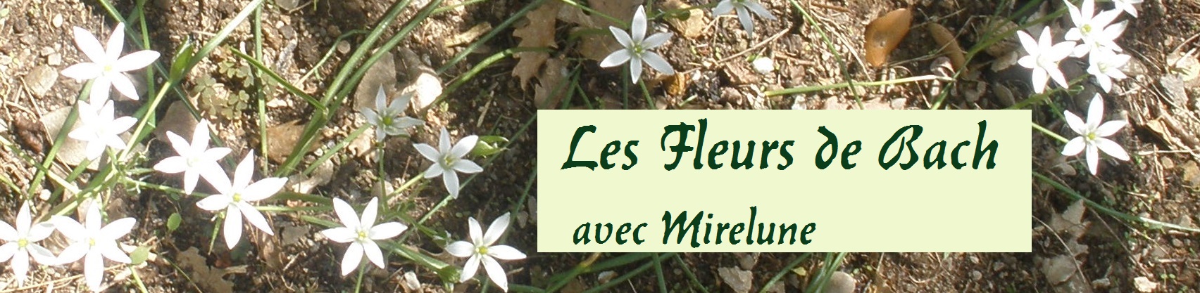 Les fleurs de Bach avec Mirelune